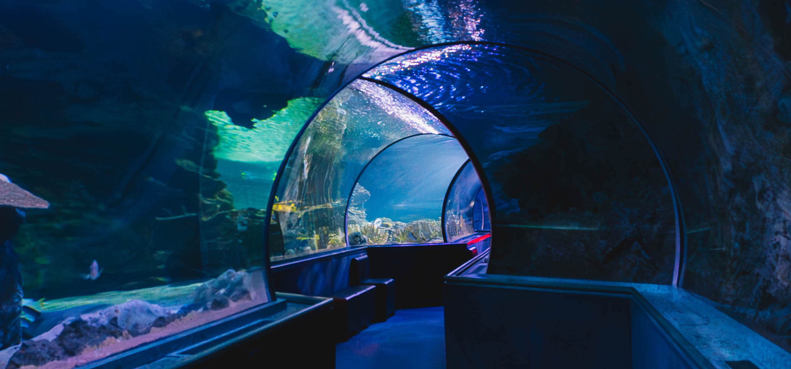 Aquarium Tunnel Background